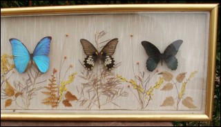 Vintage Framed Collection of 6 Butterflies