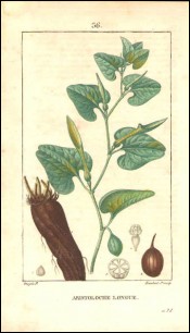 1815 P Turpin Snakeroot Birthwort