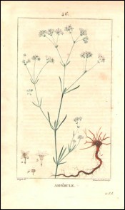 1815 P Turpin Field Woodruff  Botanical Hand Colored Engraving