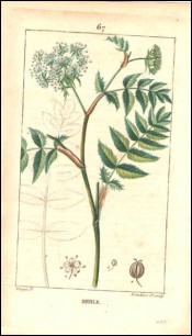 1815 P Turpin Lesser Water-Parsnip Hand Colored Engraving