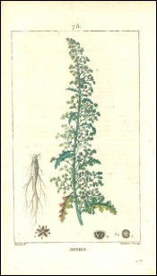 1815 P Turpin Silver Birch Mugwort Botanical Hand Colored Engraving