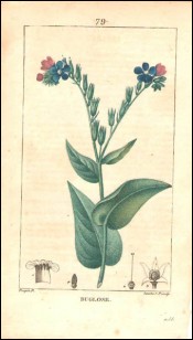 1815 P Turpin Borage Bugloss Hand Colored Engraving