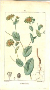 1815 P Turpin Bupleurum Hand Colored Engraving