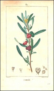 1815 P Turpin Spurge Olive Cneorum Tricoccon Hand Colored Engraving