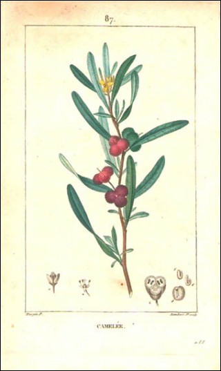 1815 P Turpin Spurge Olive Cneorum Tricoccon Hand Colored Engraving