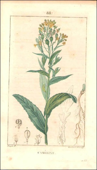 1815 P Turpin Camelina Sativa Hand Colored Engraving