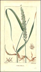 1815 P Turpin Viper's Weed Couch Grass Hand Colored Engraving