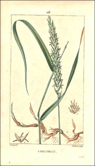 1815 P Turpin Viper's Weed Couch Grass Hand Colored Engraving