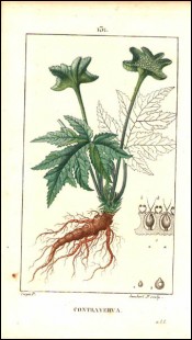 1815 P Turpin Dorstenia Contrajerva Hand Colored Engraving