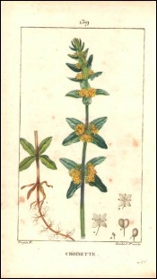 1815 P Turpin Crosswort Cruciata Laevipes  Hand Colored Engraving
