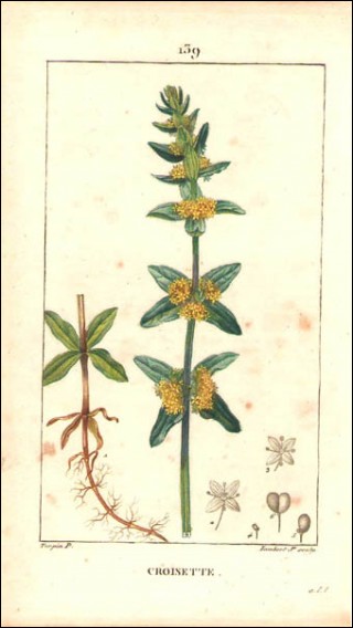 1815 P Turpin Crosswort Cruciata Laevipes  Hand Colored Engraving