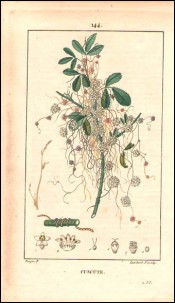 1815 P Turpin Cuscuta Dodder Hand Colored Engraving