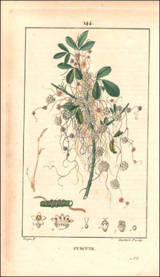 1815 P Turpin Cuscuta Dodder Hand Colored Engraving