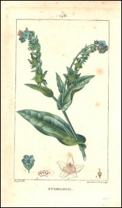 1815 P Turpin Cynoglossum Hand Colored Engraving