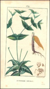 1815 P Turpin Euphorbe Spurge Stem Root Hand Colored Engraving