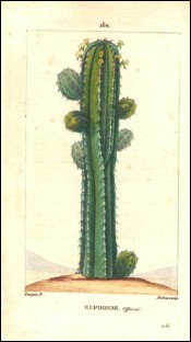 1815 P Turpin Saguaro Cactus Hand Colored Engraving