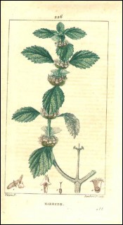 1815 P Turpin White Horehound Marrubium Vulgare Hand Colored Engraving