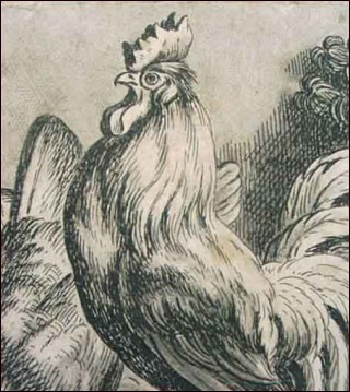 Rooster Etching